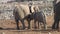 Elephant calf sucking, Etosha National Park, Namibia