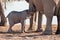 Elephant Calf Sucking Milk from Elephant Cow