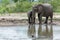 Elephant and calf taking a drink  while staying alert at the waterinh hole in the park.