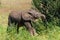 Elephant calf is very playful in Mashatu