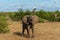 Elephant calf is very playful in Mashatu