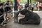 An elephant calf waits to be fed at the Pinnawala Elephant Orphanage (Pinnewala) in Sri Lanka.