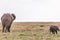 Elephant and Calf Walking Grazing in the Maasai Mara Triangle National Game Reserve Park And Conservation Areas Exploring Africa S