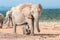 Elephant calf walking between its mothers legs