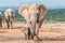 Elephant calf walking next to its mother