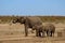 Elephant and calves drinking water