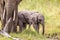 Elephant calves grazing in the protection of the heard on the open savannah of the Masai Mara