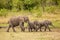 Elephant calves grazing in the protection of the heard on the open savannah of the Masai Mara