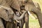 Elephant calves grazing in the protection of the heard on the open savannah of the Masai Mara