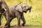 Elephant calves grazing in the protection of the heard on the open savannah of the Masai Mara