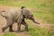 Elephant calves grazing in the protection of the heard on the open savannah of the Masai Mara