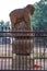 Elephant capital Lord Buddha  Stupa Sankasya Basantpur