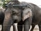 Elephant in captivity in Chitwan, Nepal