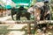 Elephant captured in corral. Animal zoo in Thailand