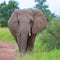 Elephant carefully watching jeep of tourists.