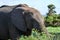 An elephant catching a branch of a bush with its trunk