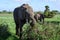 An elephant catching a branch of a bush with its trunk