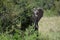 An elephant catching a branch of a bush with its trunk, Kenya Africa