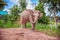 Elephant chained. Care for Elephant needing Rest and Recuperation in surin Thailand