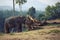 Elephant chained to a snag