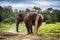 Elephant chained to wooden pilar, Nepal