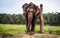 Elephant chained to wooden pilar, Nepal