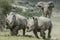 Elephant charging rhinos on our safari in Africa