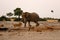 Elephant chasing lions at a waterhole