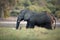 An Elephant in Chobe