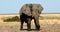 Elephant in Chobe, Botswana, Africa wildlife safari.