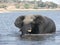 Elephant in chobe river