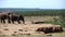 Elephant cleaning his ear and he other drinks from the waterpool