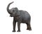 Elephant, clip-pathed