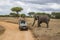 Elephant close to safari car and photographer at Tarangire national park in Tanzania.