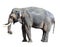 Elephant close up. Big grey walking elephant isolated on white background. Standing elephant full length close up.