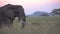 Elephant Close Up, Eating Grass. Animal in Natural Habitat, Tarangire Tanzania