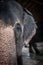 Elephant, close-up portrait. Half of the head,