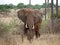 Elephant close-up on safari in Tarangiri-Ngorongoro