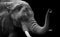 Elephant closeup Low Key monochrome portrait