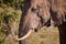 Elephant closeup, tusk proboscis. Addo elephants park, South Africa wildlife photoghraphy