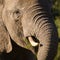 Elephant closeup, tusk proboscis. Addo elephants park, South Africa wildlife photoghraphy