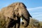 Elephant closeup, tusk proboscis. Addo elephants park, South Africa wildlife photoghraphy