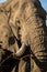 Elephant closeup, tusk proboscis. Addo elephants park, South Africa wildlife photoghraphy