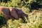 Elephant closeup, tusk proboscis. Addo elephants park, South Africa wildlife photoghraphy