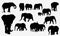 Elephant collection - vector silhouette. Set of editable vector silhouettes of African elephants in various poses . eps 10