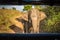 Elephant coming close to safari vehicle in national park in Sri Lanka