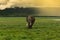 Elephant coming towards the onlooker