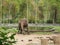 Elephant conservation in Magelang