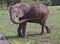 Elephant cooling off in Lake Manyara, Tanzania