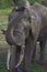 Elephant cooling off in Lake Manyara, Tanzania